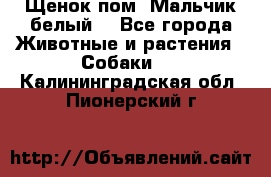 Щенок пом. Мальчик белый  - Все города Животные и растения » Собаки   . Калининградская обл.,Пионерский г.